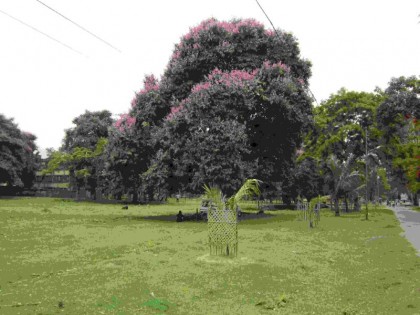 NBU Campus in the month of May, flowering trees along all the roads.